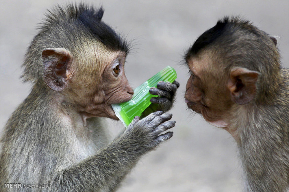 Monkey Buffet Festival en Tailandia 7:
