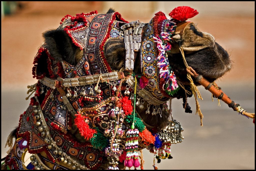 Pushkar Camel Fair en Rajastan en 6