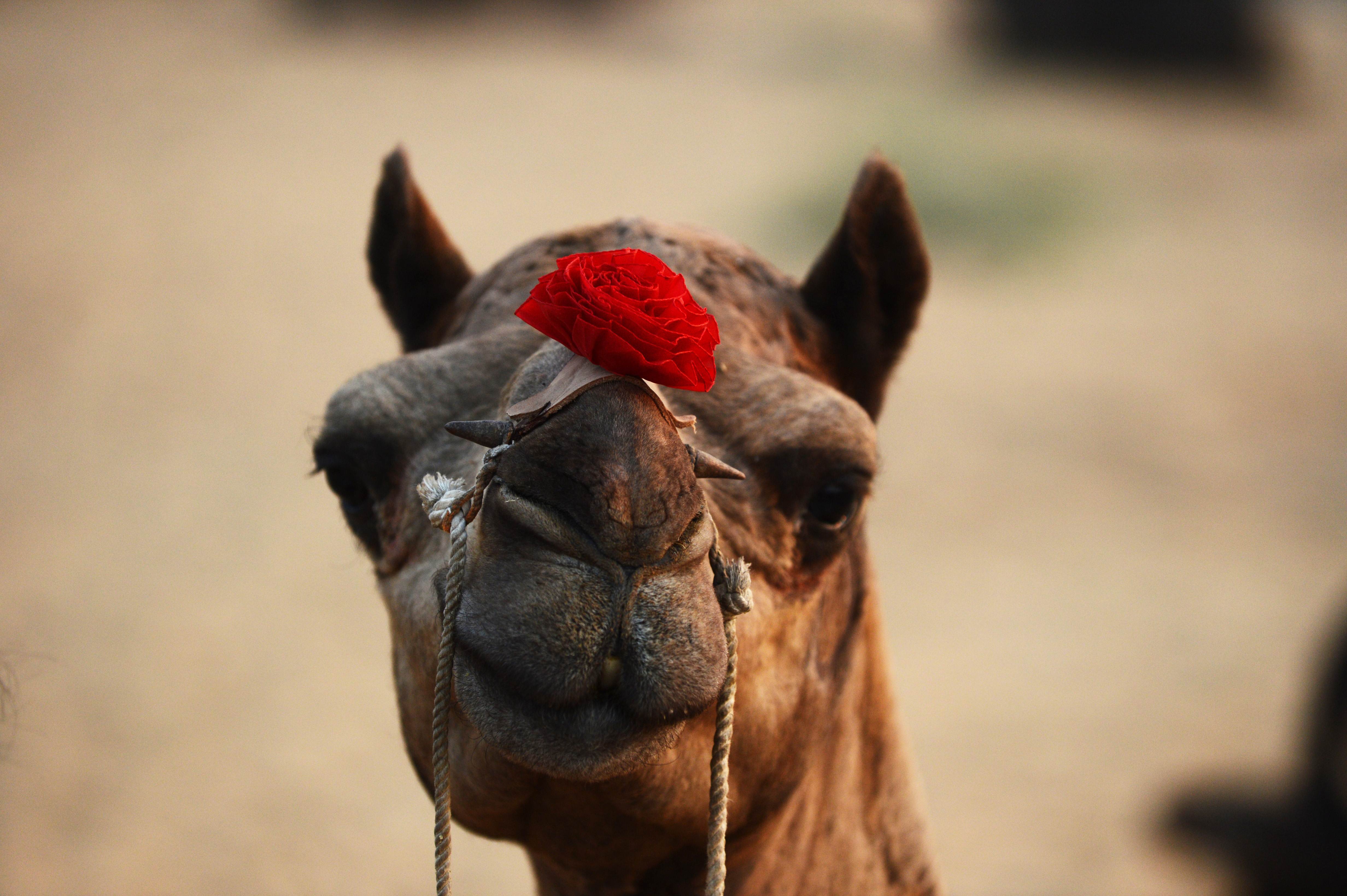 India-Camel-Camel-Fair Ras035: