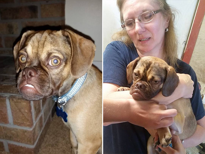 Estos animales increíbles son tan similares a las personas como 10