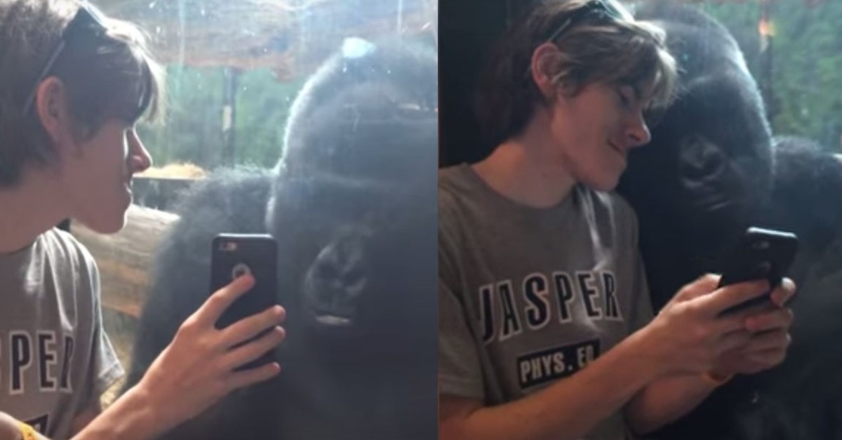 Estos animales increíbles son muy similares a las personas 3