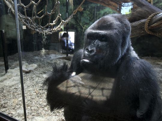 Estos animales increíbles son muy similares a las personas 5