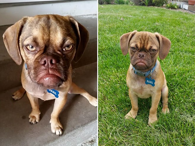 Estos animales increíbles son muy similares a las personas a los 6 años