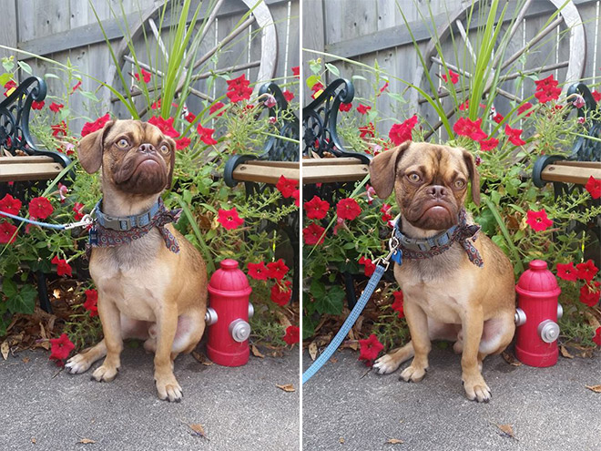 Estos animales increíbles son muy similares a las personas a los 7 años.