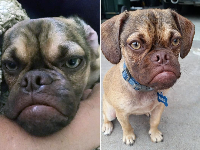 Estos animales increíbles son muy similares a las personas a los 8 años.