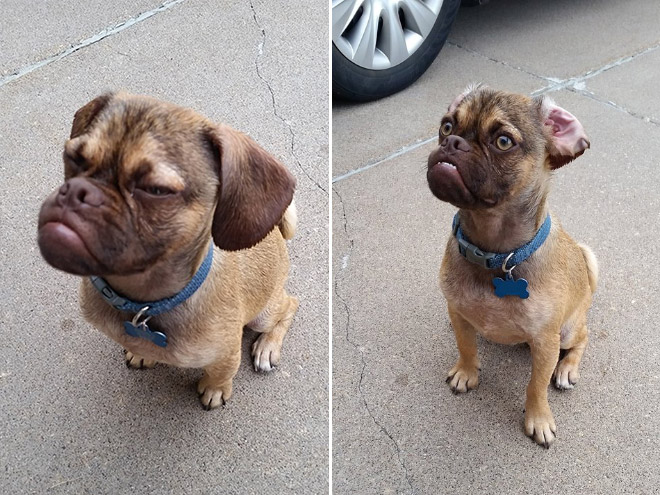 Estos animales increíbles son muy similares a las personas a los 9