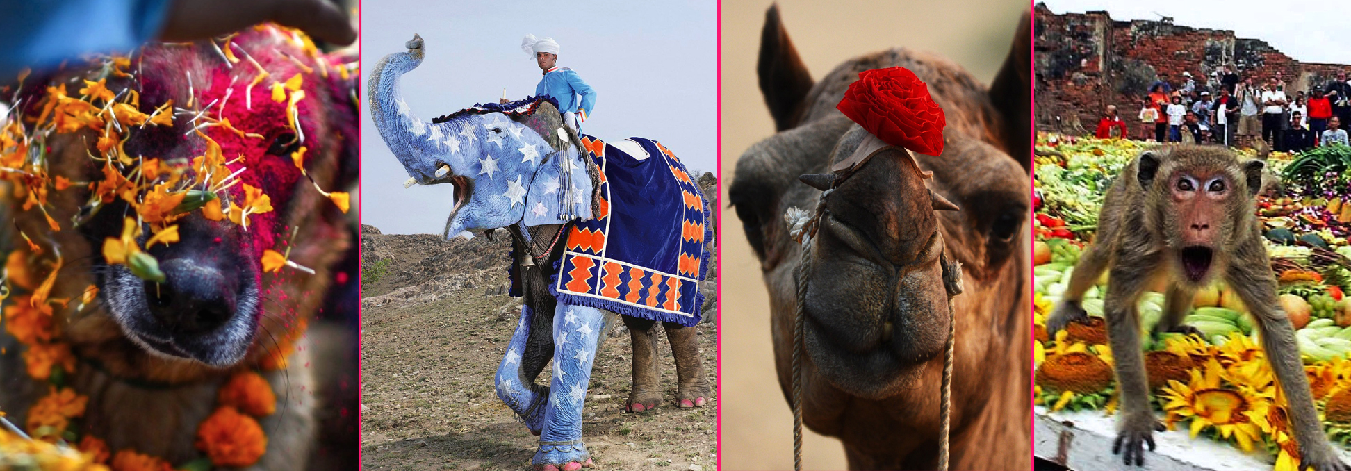 Los festivales más bellos del mundo que están dedicados a los animales