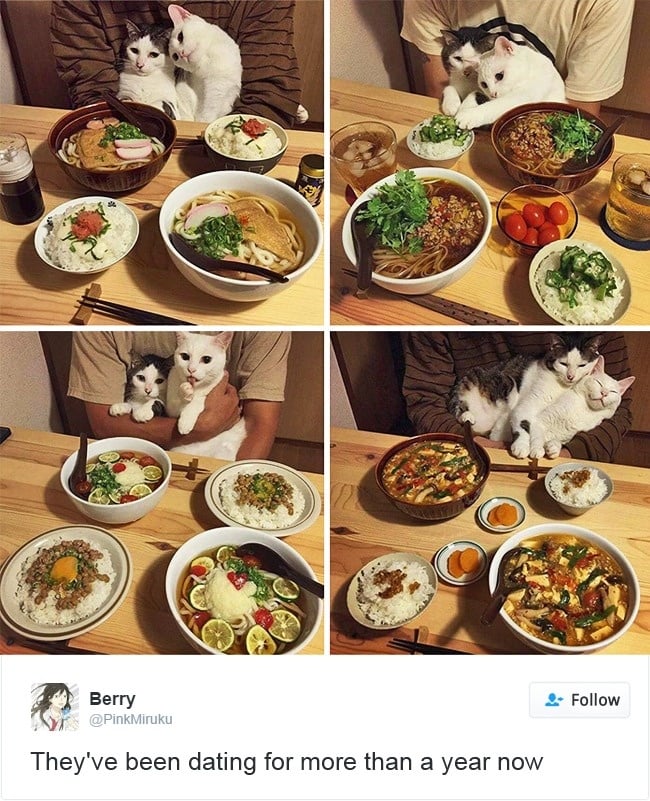 gatos-twitter-memes-2016-13