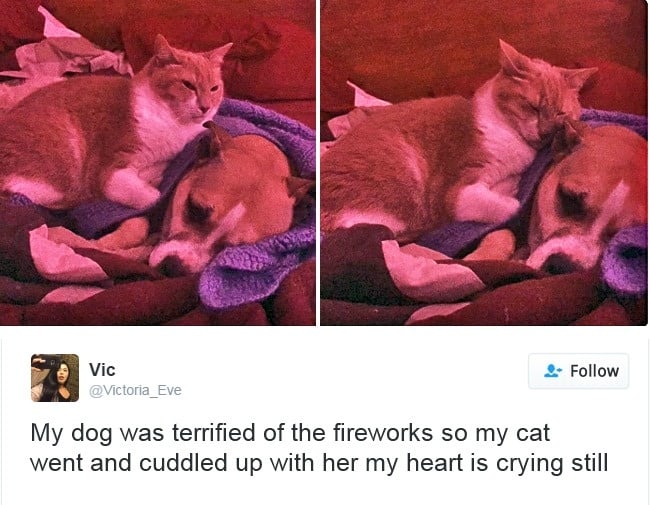 gatos-twitter-memes-2016-19