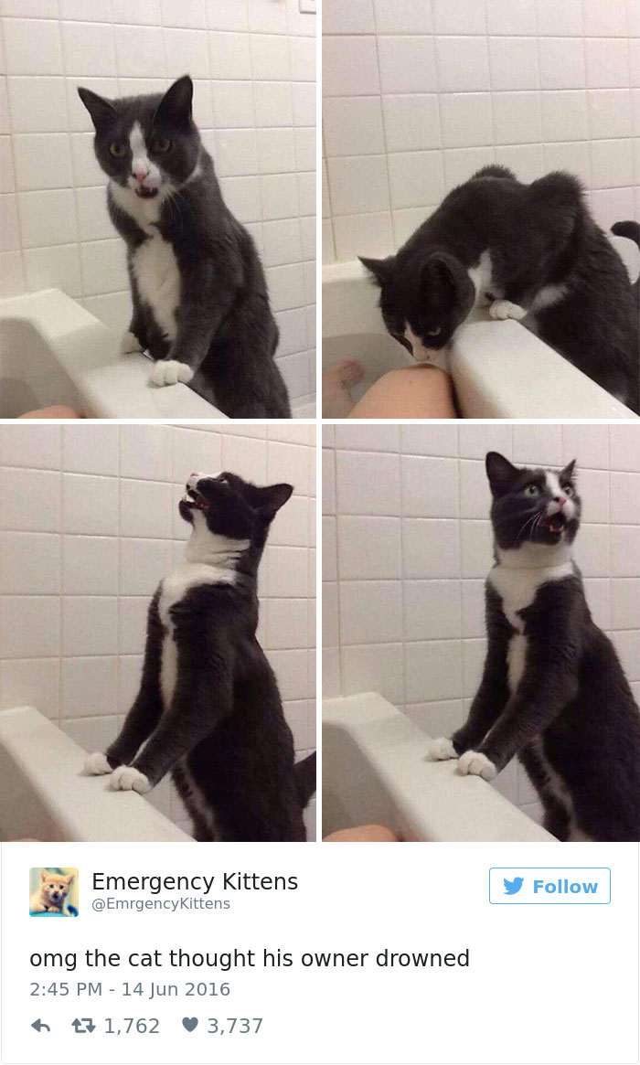 gatos-twitter-memes-2016-26