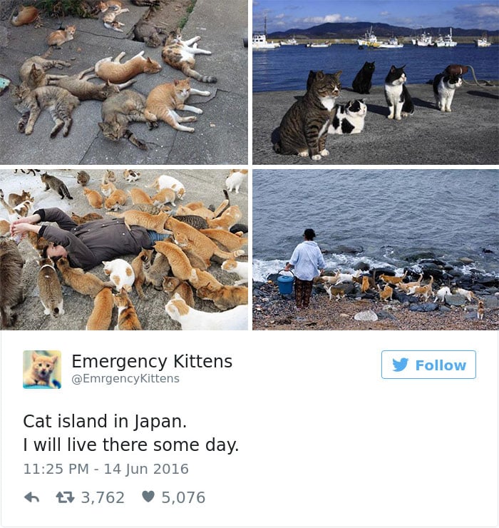 gatos-twitter-memes-2016-27