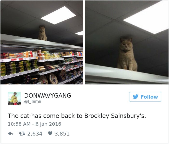 gatos-twitter-memes-2016-34