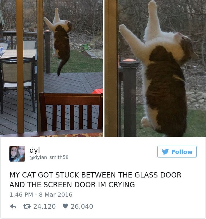 gatos-twitter-memes-2016-4