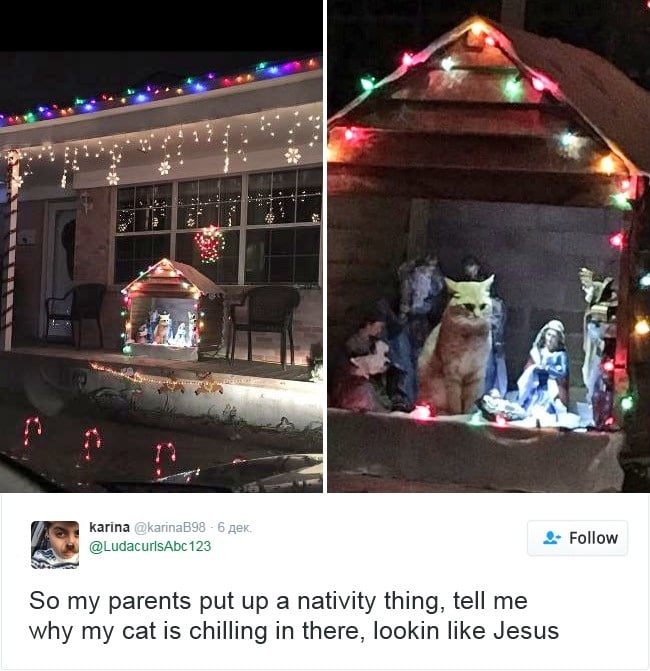 gatos-twitter-memes-2016-7