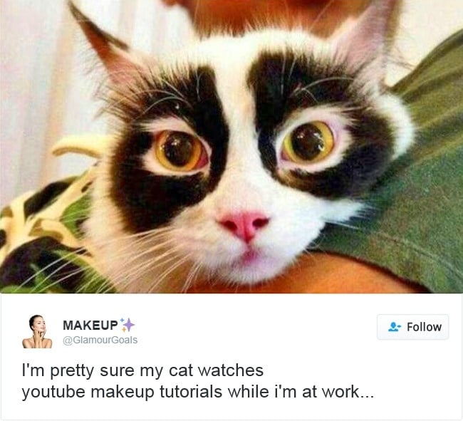 gatos-twitter-memes-2016-8