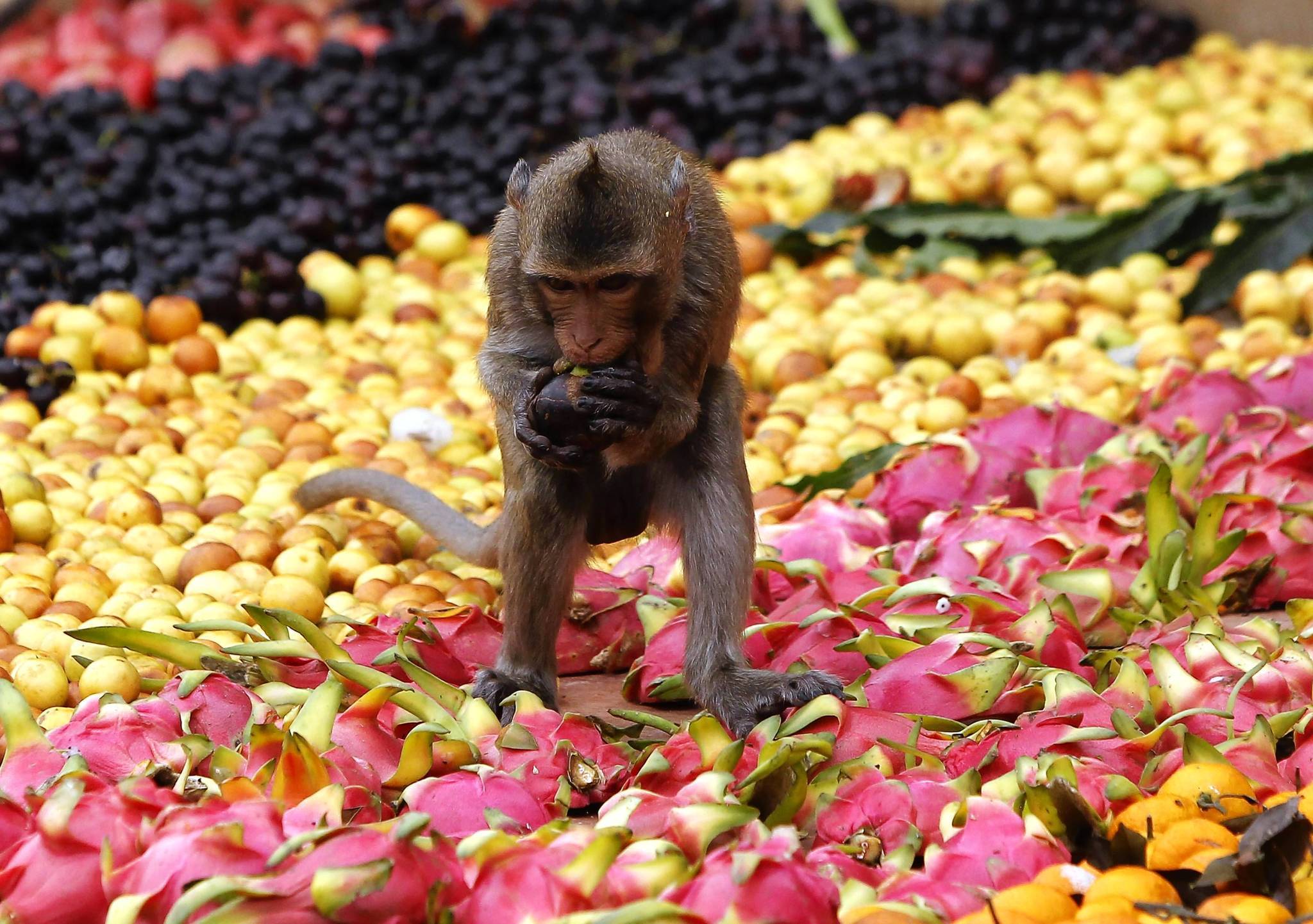 El mono come fruta frente al festival anual del buffet de los cochecitos frente al Templo Pra Prang Sam Yot