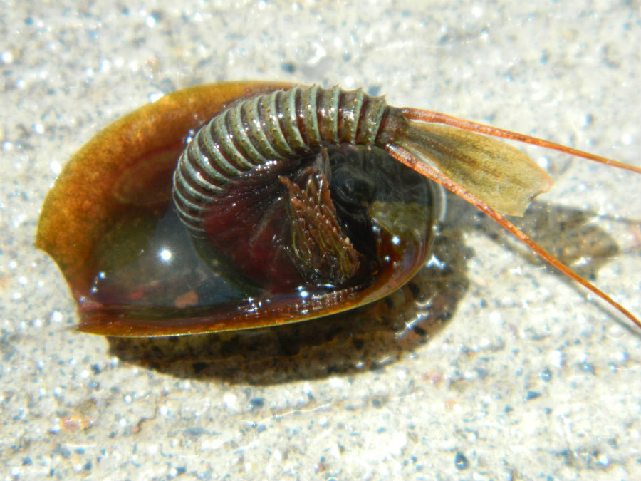 Criaturas prehistóricas de aspecto loco que todavía existen hoy en día 05