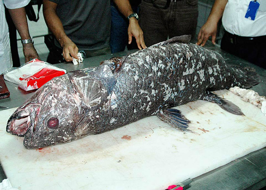 Criaturas-prehistóricas-de-aspecto-loco-que-todavía-existen-hoy 06