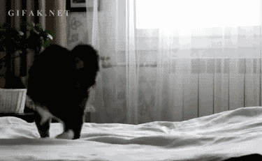divertidos-gifs-de-ataque-de-gato-para-alegrar-tu-día-02