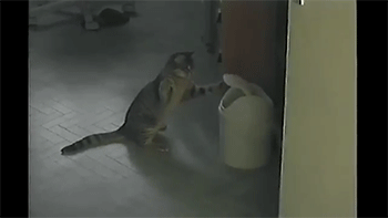 divertidos-gifs-de-ataque-de-gato-para-alegrar-tu-día-04