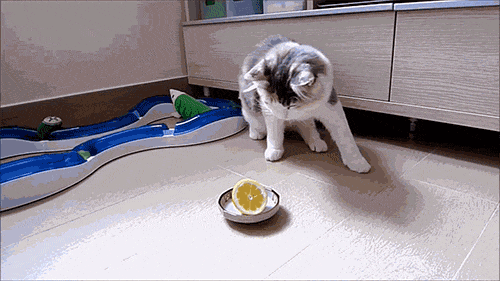 divertidos-gifs-de-ataque-de-gato-para-alegrar-tu-día-05