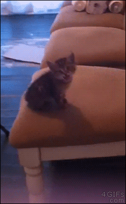 divertidos-gifs-de-ataque-de-gato-para-alegrar-tu-día-06