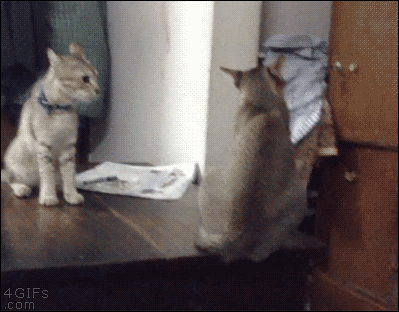 divertidos-gifs-de-ataque-de-gato-para-alegrar-tu-día-08