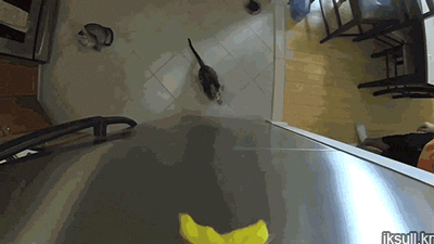 divertidos-gifs-de-ataque-de-gato-para-alegrar-tu-día-10