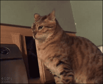 divertidos-gifs-de-ataque-de-gato-para-alegrar-tu-día-11