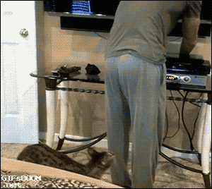 divertidos-gifs-de-ataque-de-gato-para-alegrar-tu-día-12