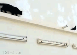 divertidos-gifs-de-ataque-de-gato-para-alegrar-tu-día-15