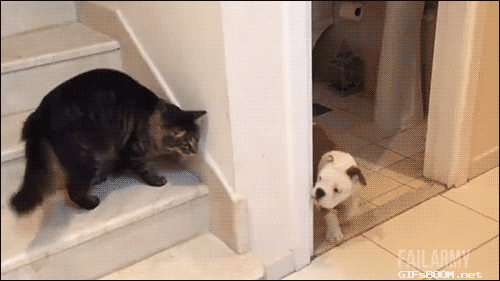 divertidos-gifs-de-ataque-de-gato-para-alegrar-tu-día-16