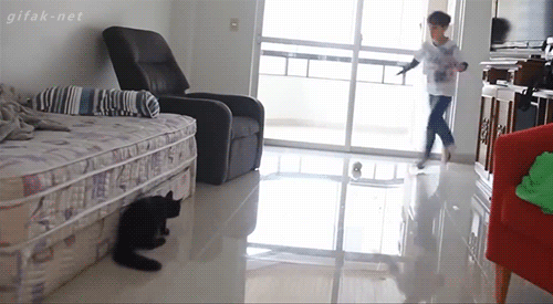 divertidos-gifs-de-ataque-de-gato-para-alegrar-tu-día-17