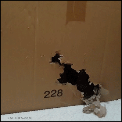 divertidos-gifs-de-ataque-de-gato-para-alegrar-tu-día-18