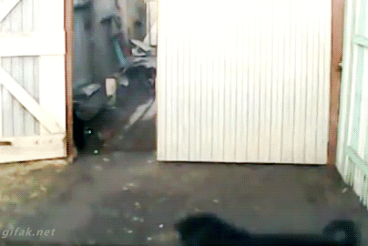 divertidos-gifs-de-ataque-de-gato-para-alegrar-tu-día-20