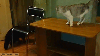 divertidos-gifs-de-ataque-de-gato-para-alegrar-tu-día-22
