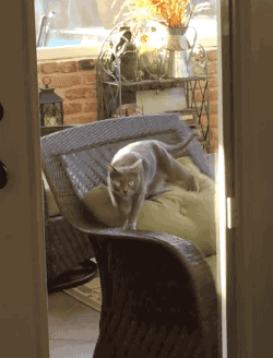 divertidos-gifs-de-ataque-de-gato-para-alegrar-tu-día-24