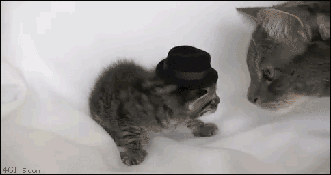 divertidos-gifs-de-ataque-de-gato-para-alegrar-tu-día-25