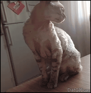divertidos-gifs-de-ataque-de-gato-para-alegrar-tu-día-26