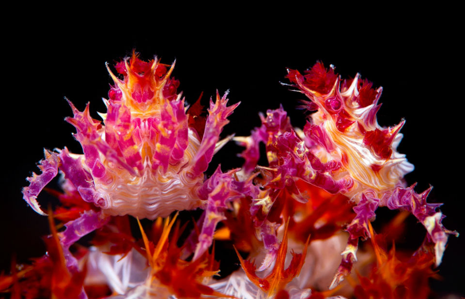 Los animales más bellos del mundo-03