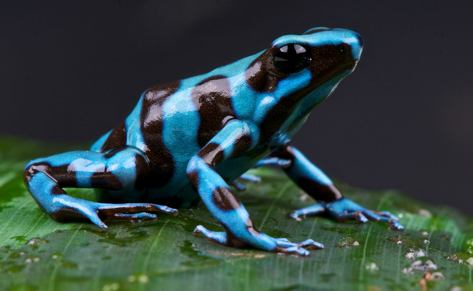 Los animales más bellos del mundo-05