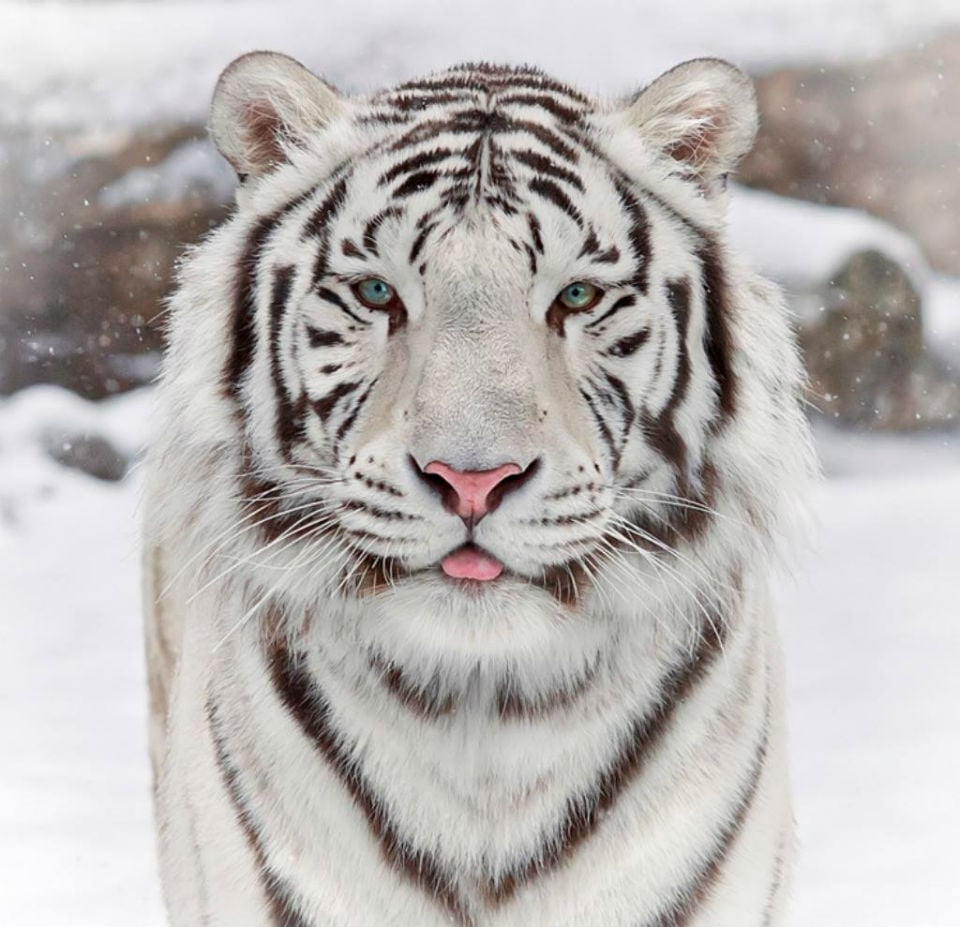 Los animales más bellos del mundo-09