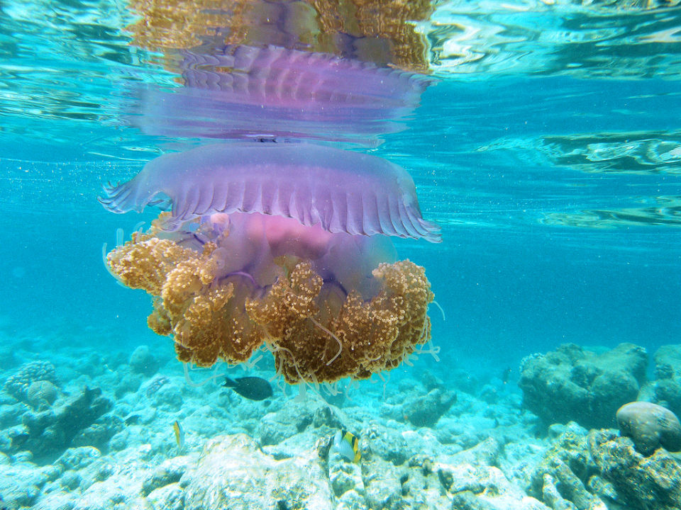 Los 10 animales más bellos del mundo.