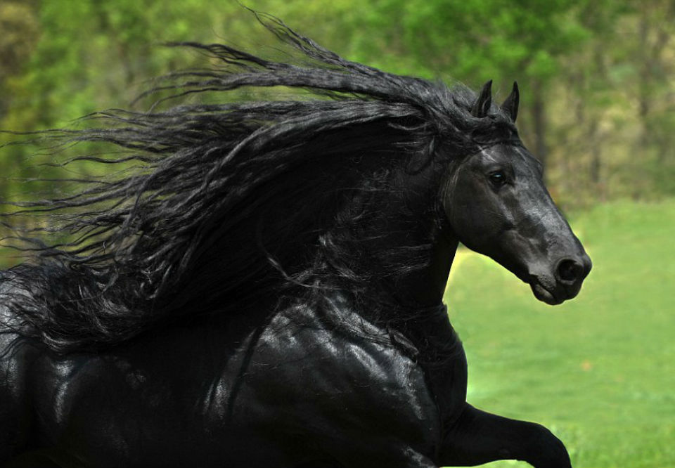 Los animales más bellos del mundo-13.