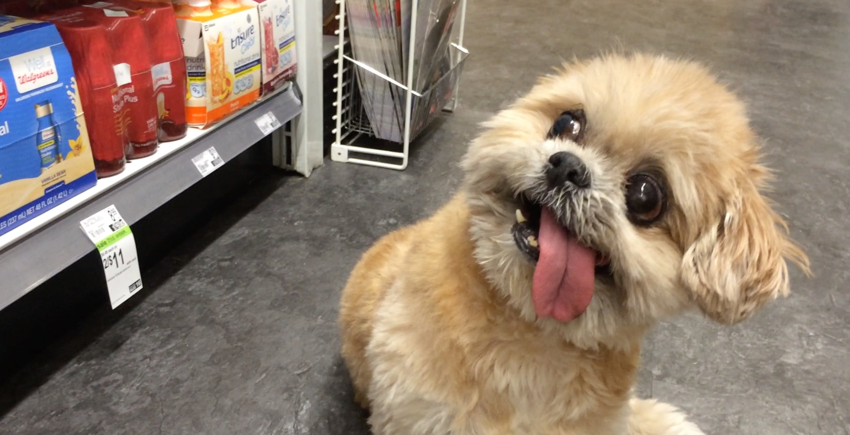 los perros-mas-famosos-de-internet-03