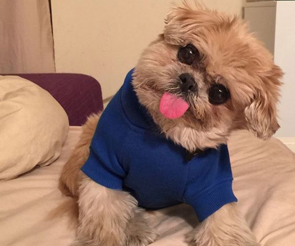 los perros-mas-famosos-de-internet-04