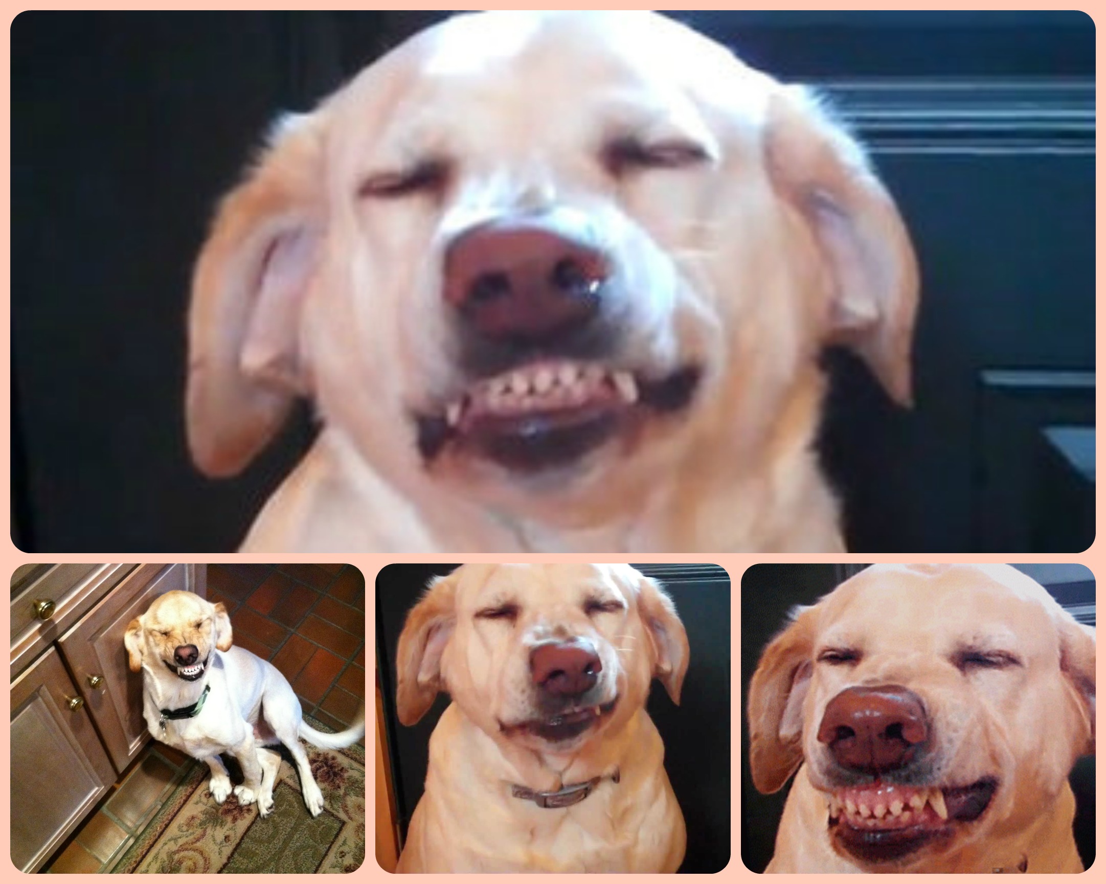 los perros-mas-famosos-de-internet-06