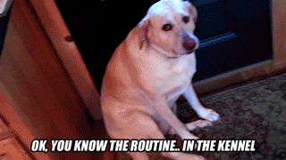 los perros-mas-famosos-de-internet-07