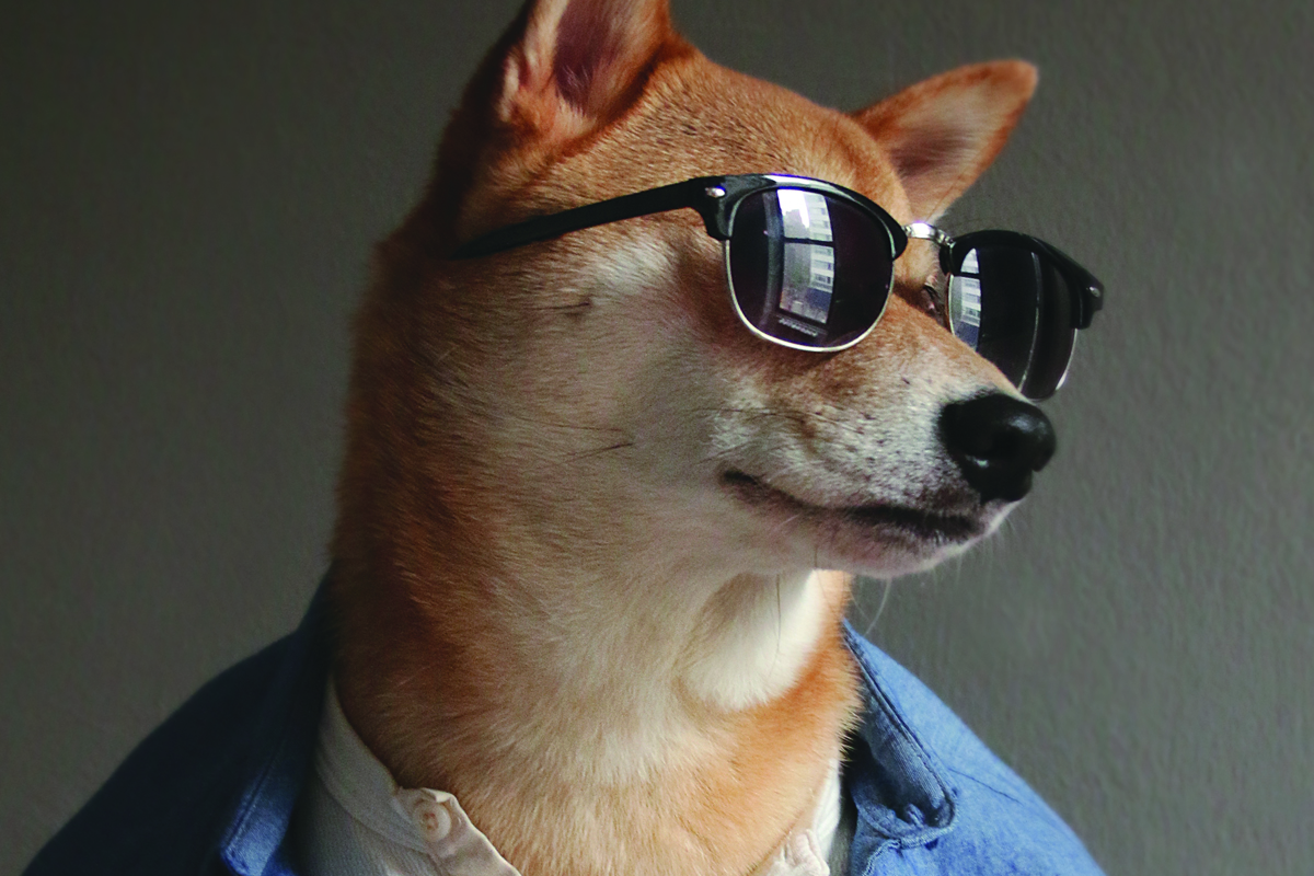 los perros-mas-famosos-de-internet-11