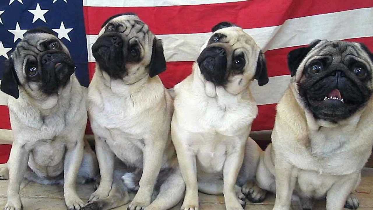 13 perros-más-famosos-de-internet